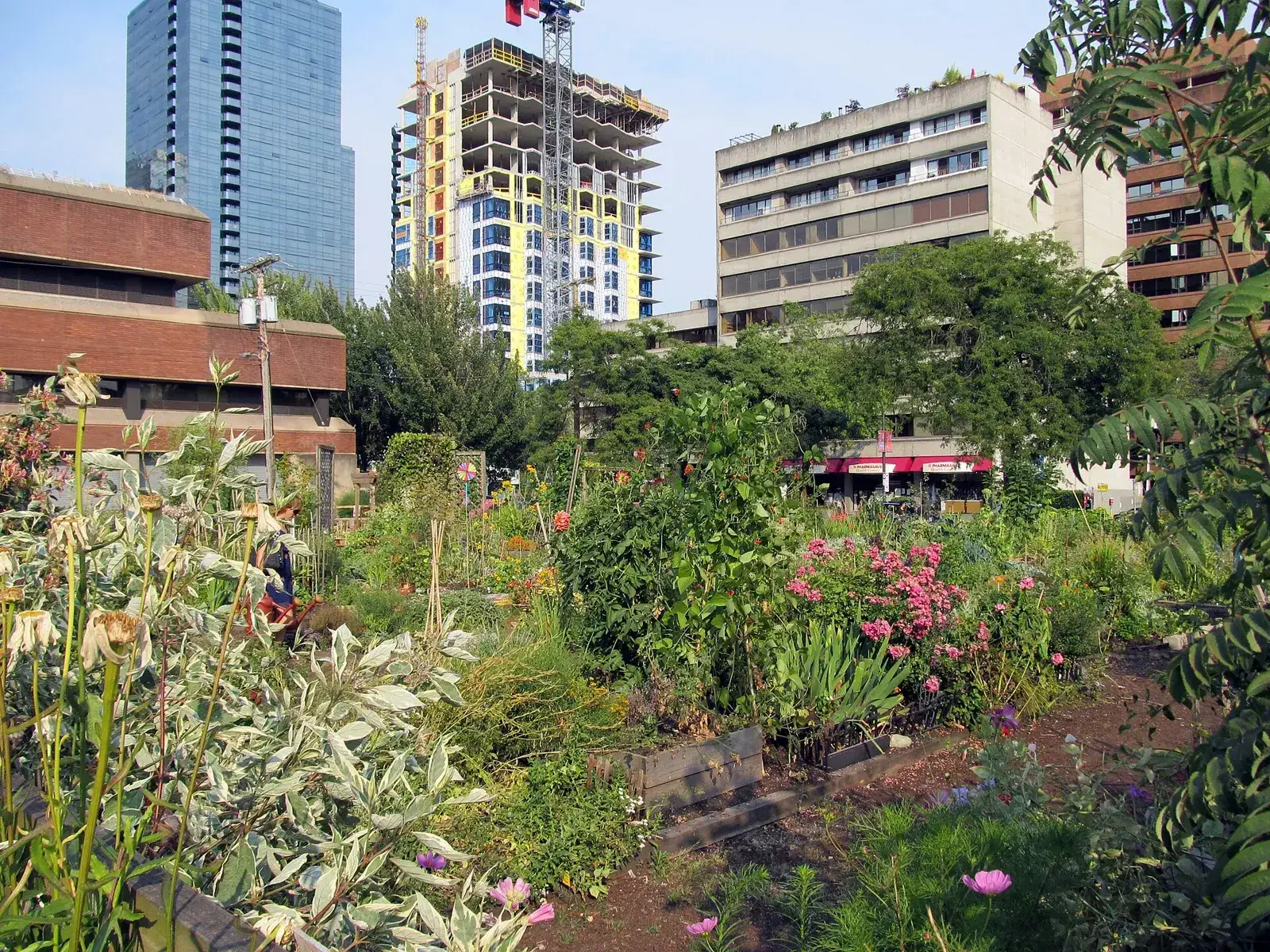 Davie Village Community Garden