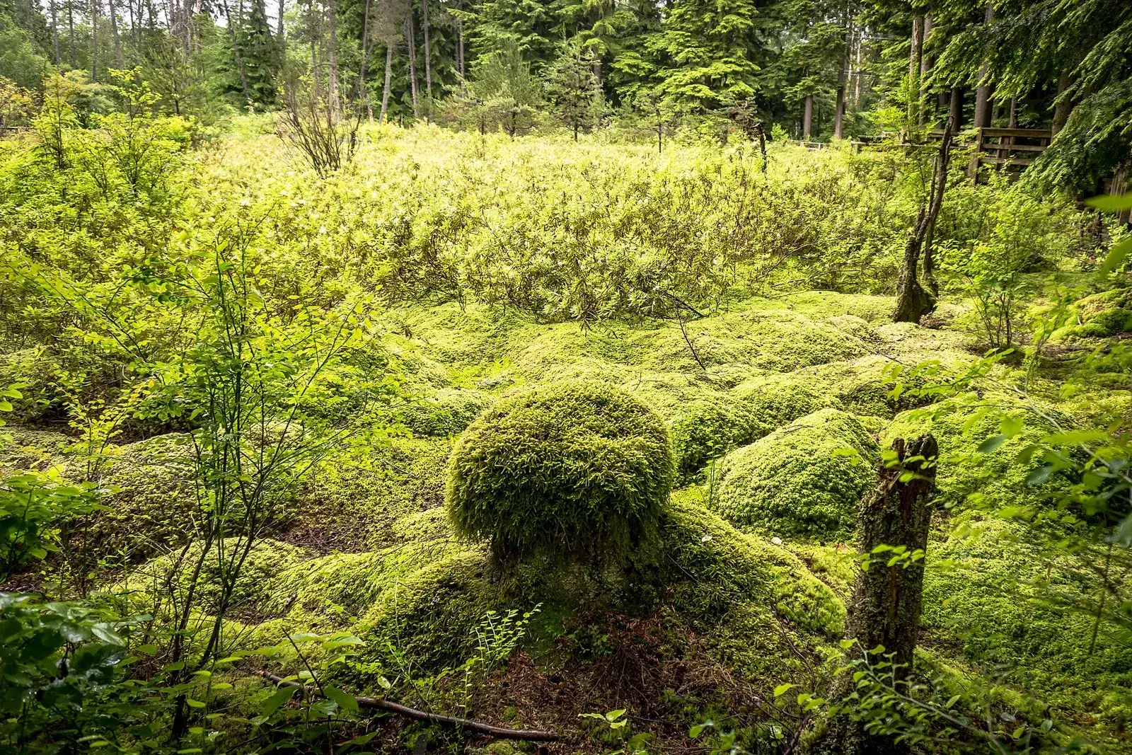 Camosun Bog, Pacific Spirit Regional Park